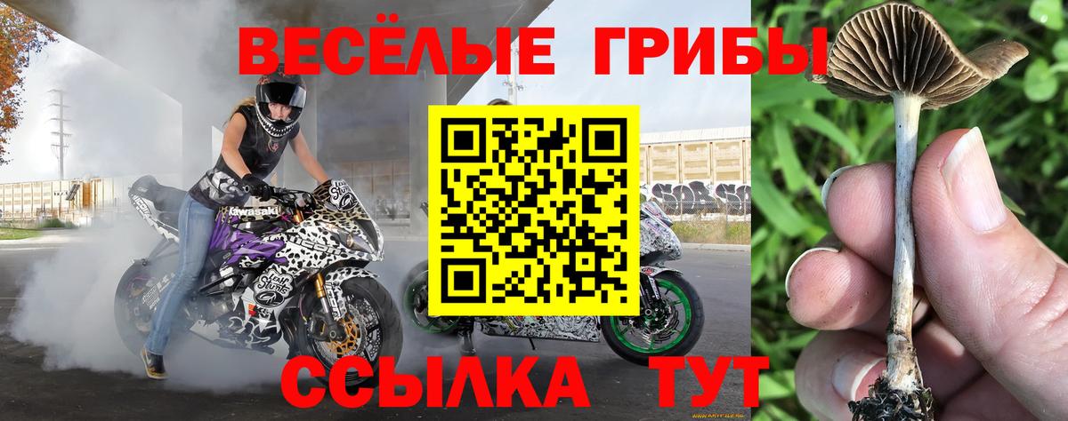 Галлюциногенные грибы прущие грибы Александров