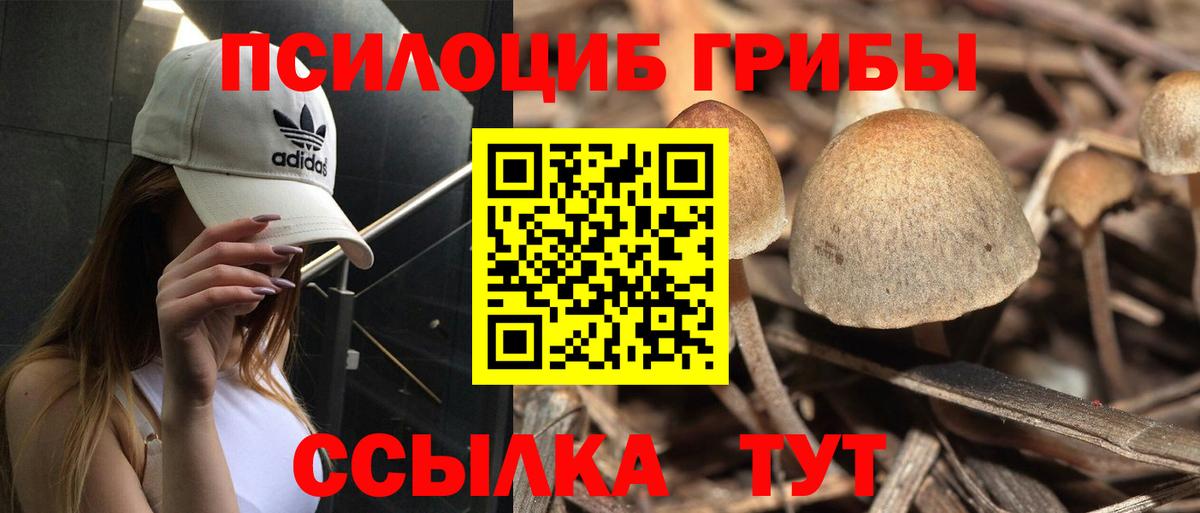 Псилоцибиновые грибы Cubensis  где продают   Александров 